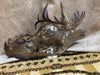 18” Elk Life